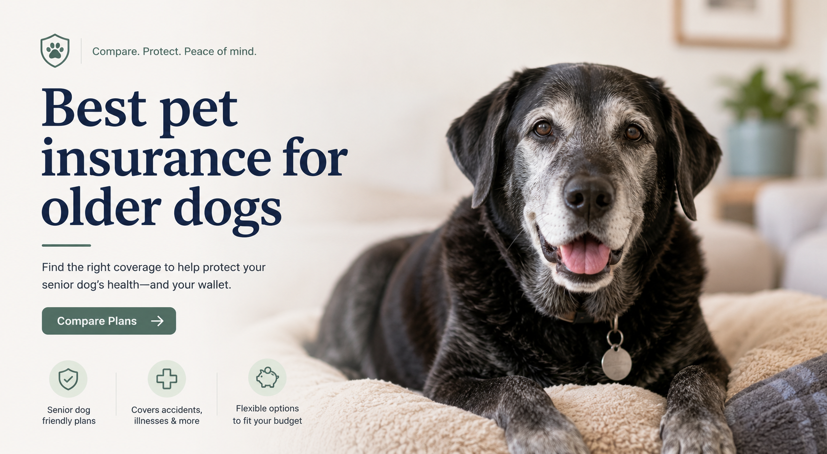 Best pet insurance for older dogs comparison for senior dog coverage, claims, waiting periods, deductibles, reimbursement, and quote options